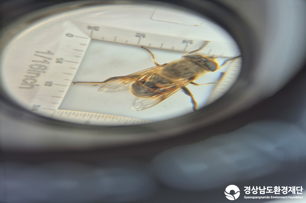 2026년 시민환경과학자 모니터링(2월) - 육상곤충