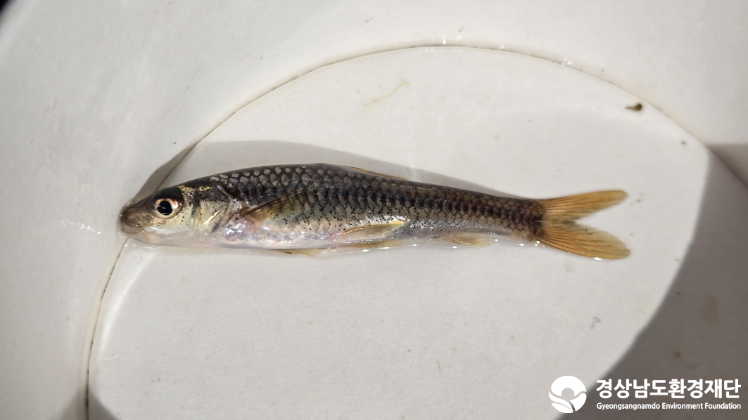 2026년 시민환경과학자 모니터링(2월) - 어류