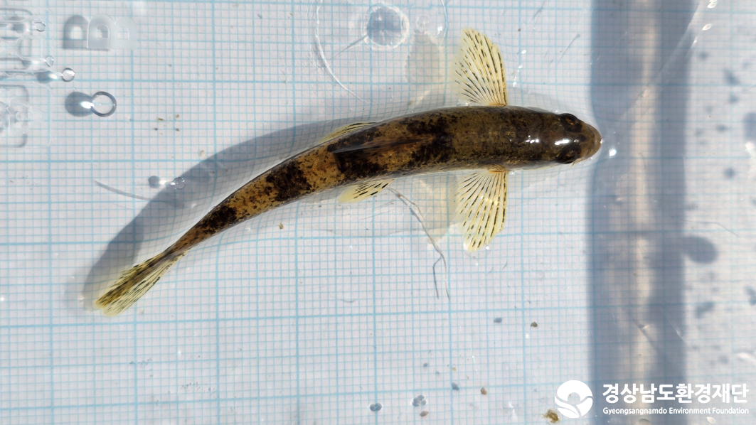 2026년 시민환경과학자 모니터링(2월) - 어류