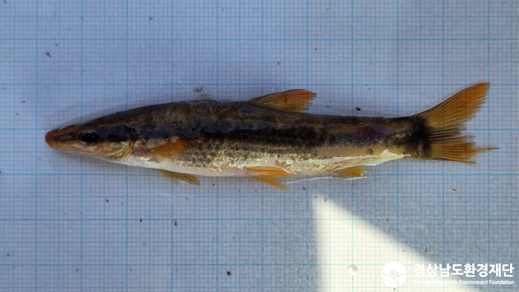 2026년 시민환경과학자 모니터링(2월) - 어류