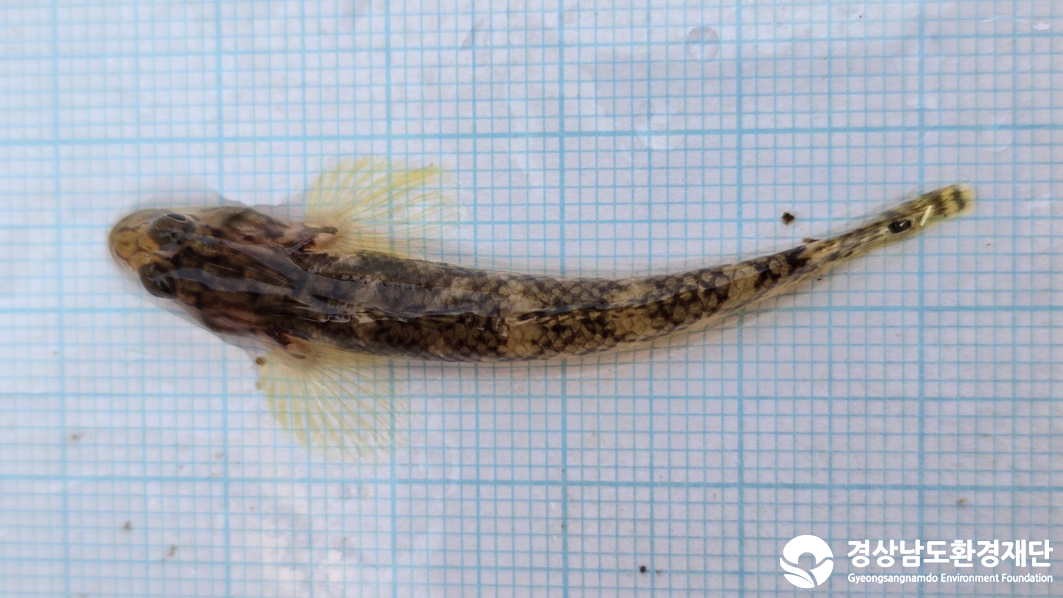 2026년 시민환경과학자 모니터링(2월) - 어류