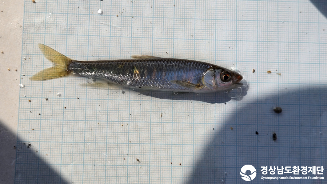 2026년 시민환경과학자 모니터링(2월) - 어류