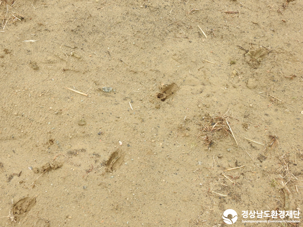 2026년 시민환경과학자 모니터링(2월) - 포유류