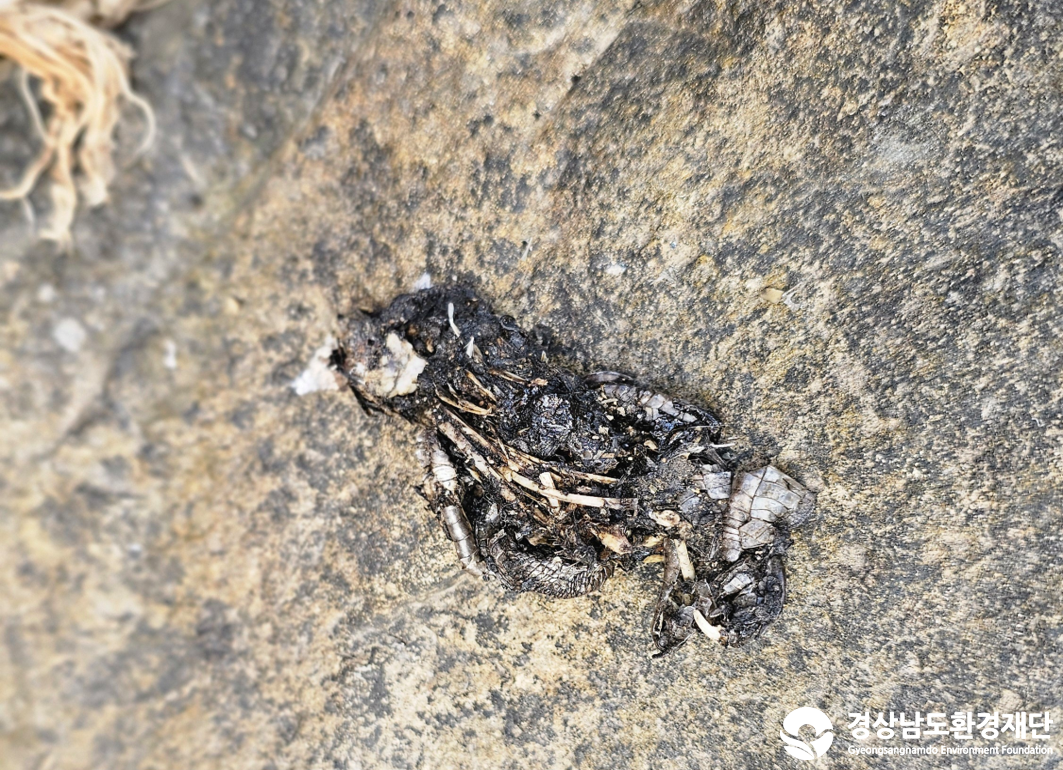 2026년 시민환경과학자 모니터링(2월) - 포유류