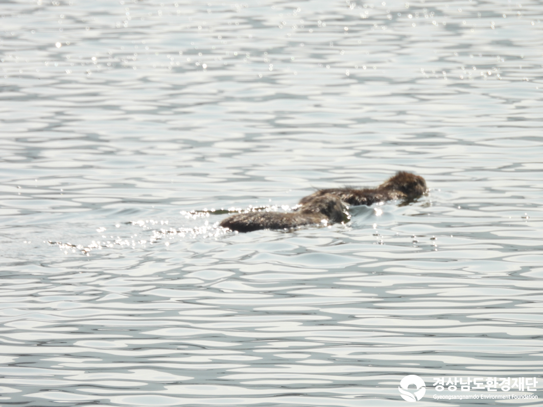 2026년 시민환경과학자 모니터링(2월) - 포유류