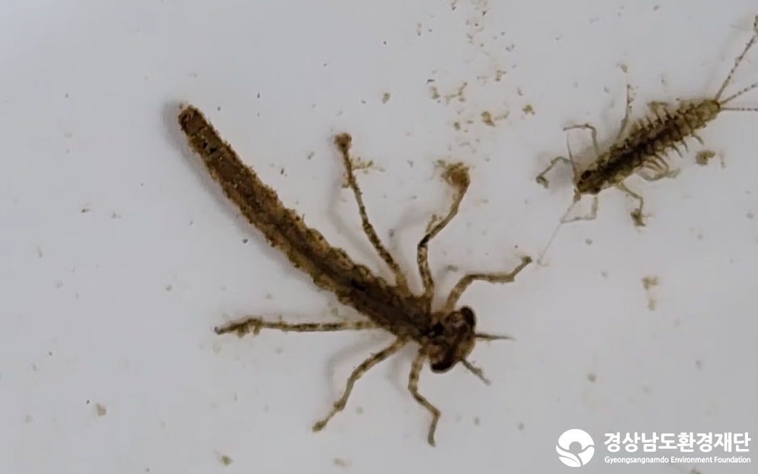 2026년 시민환경과학자 모니터링(2월) - 저서성대형무척