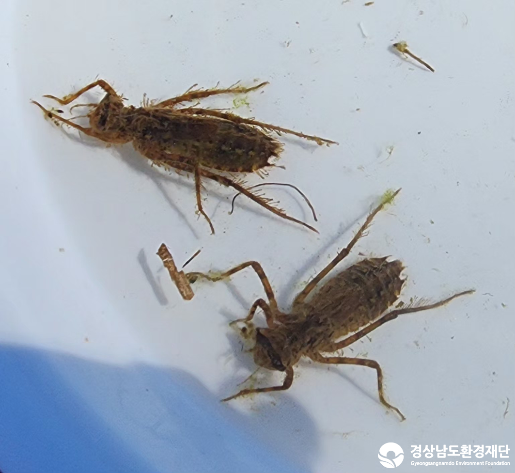 2026년 시민환경과학자 모니터링(2월) - 저서성대형무척추동물(수서곤충