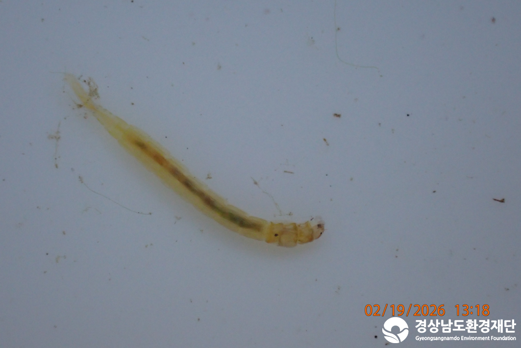 2026년 시민환경과학자 모니터링(2월) - 저서성대형무척추동물(수서곤충