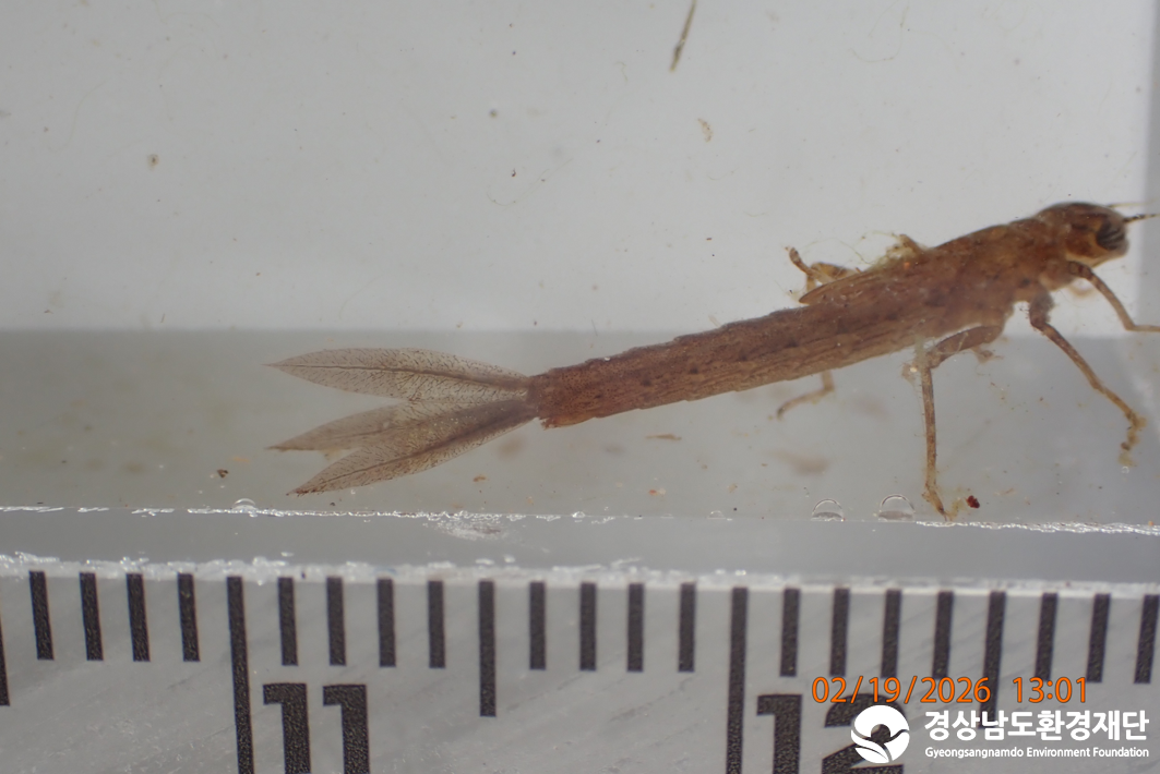 2026년 시민환경과학자 모니터링(2월) - 저서성대형무척추동물(수서곤충