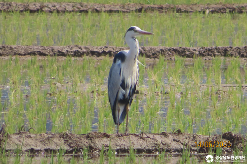 [섬진강하구] 습지 생태계 변화 조사-2026. 6.